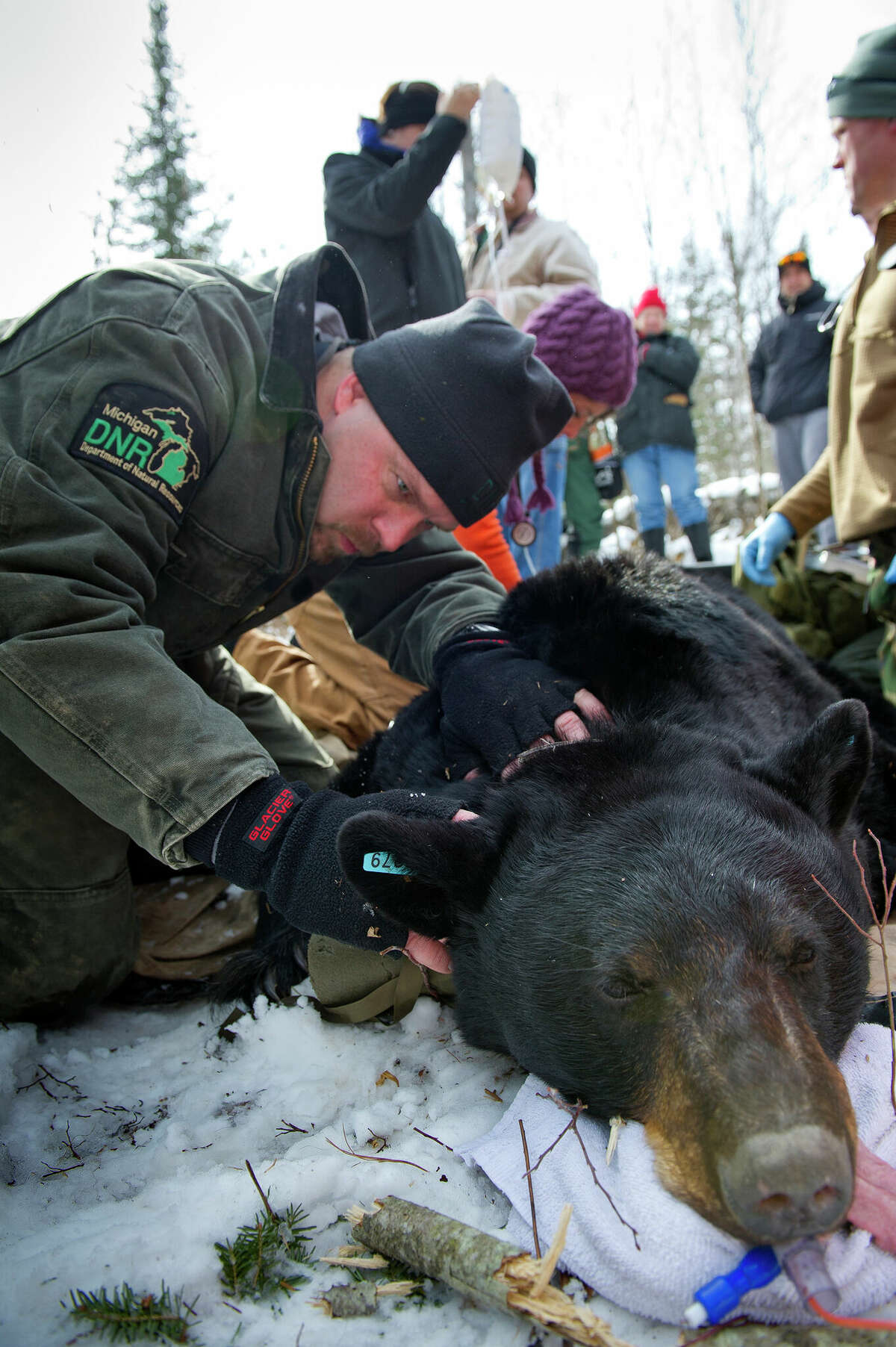 Dnr Asks Michiganders To Report Bear Dens In The Lower Peninsula 1614