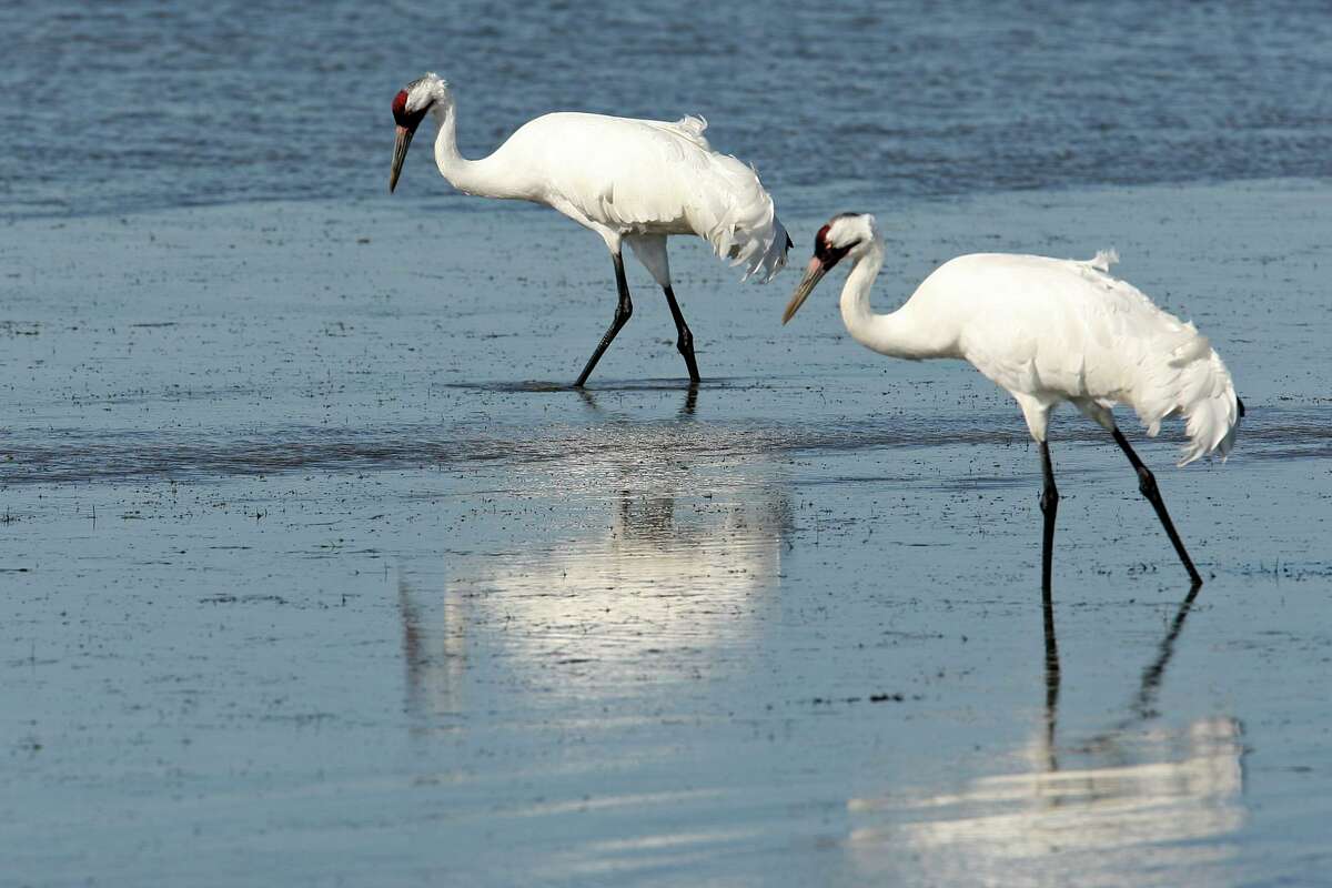A couple of whooping cranes feed in the Aransas National Wildlife Refuge, Tuesday, Nov. 29, 2011.