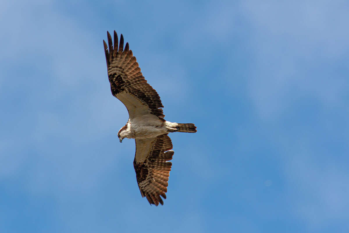 Osprey fly on narrow wings crooked back in the shape of an M. Photo Credit: Kathy Adams Clark. Restricted use.