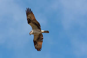 Ospreys resemble eagles, but fly on crooked wings