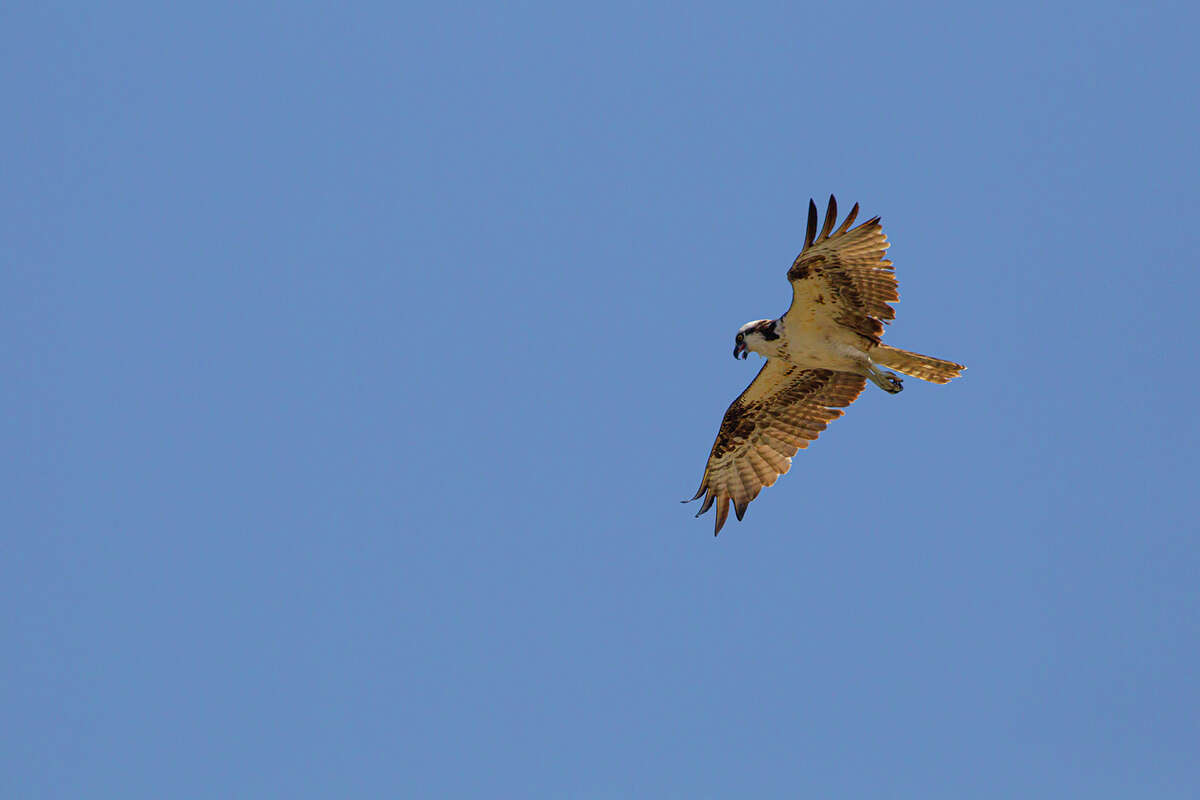 Osprey are a fish-eating bird. They will circle over a body of water hunting for prey. Photo Credit: Kathy Adams Clark. Restricted use.