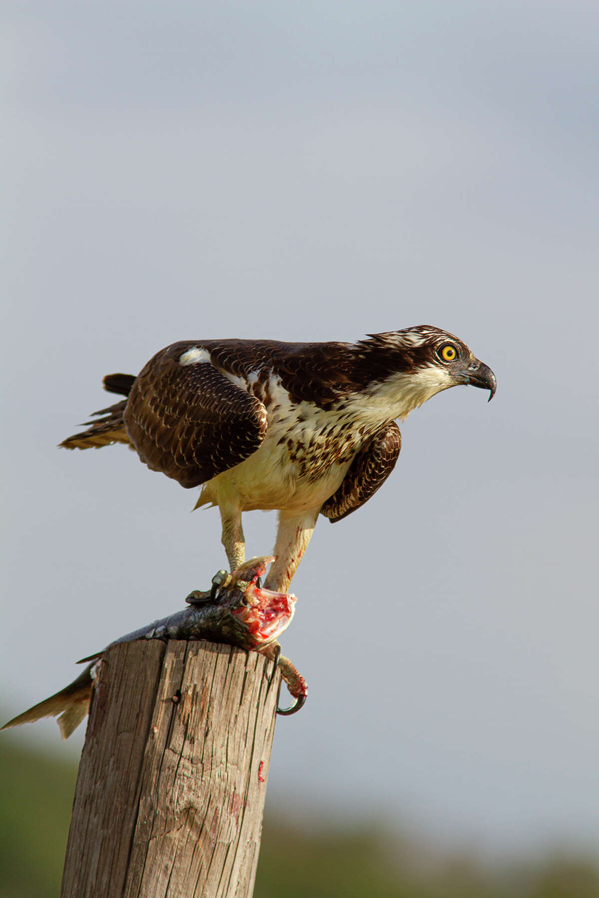 Osprey are a fish-eating bird. They will eat the head of the bird first. Photo Credit: Kathy Adams Clark. Restricted use.