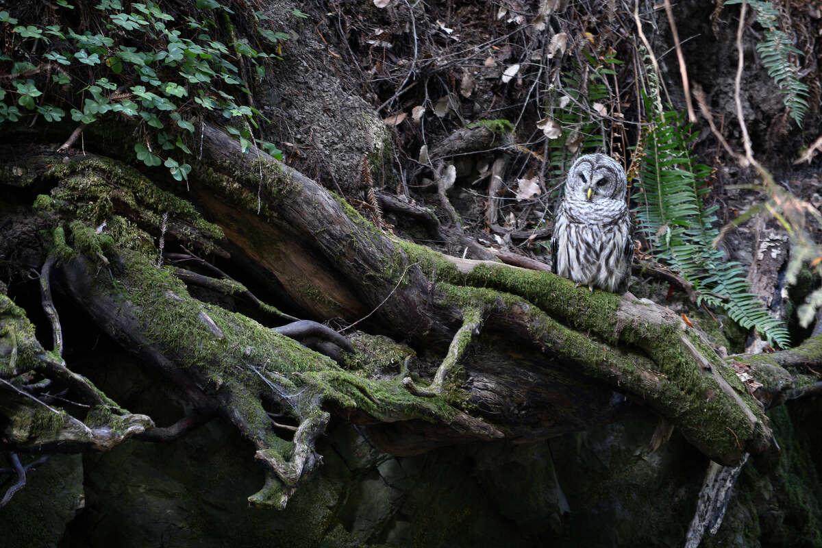 An endangered Bay Area owl watches for prey near a small stream in Muir Woods National Monument.