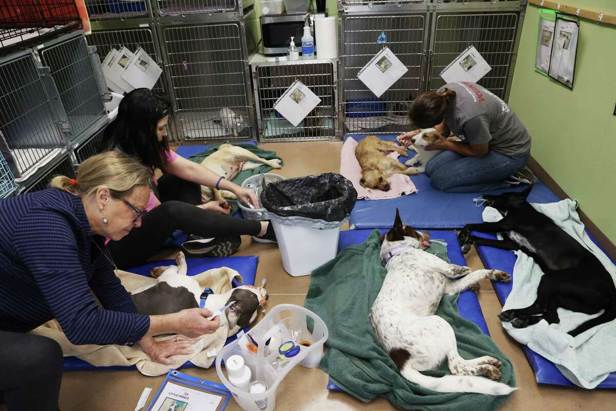 Volunteers care for dogs waking up after spay and neuter surgeries Wednesday, Nov. 2, 2022, at the PAWS Shelter of Central Texas’ Dripping Springs location. From left are Dottie LaFerney, Alex Johnson and Jacki Kort.