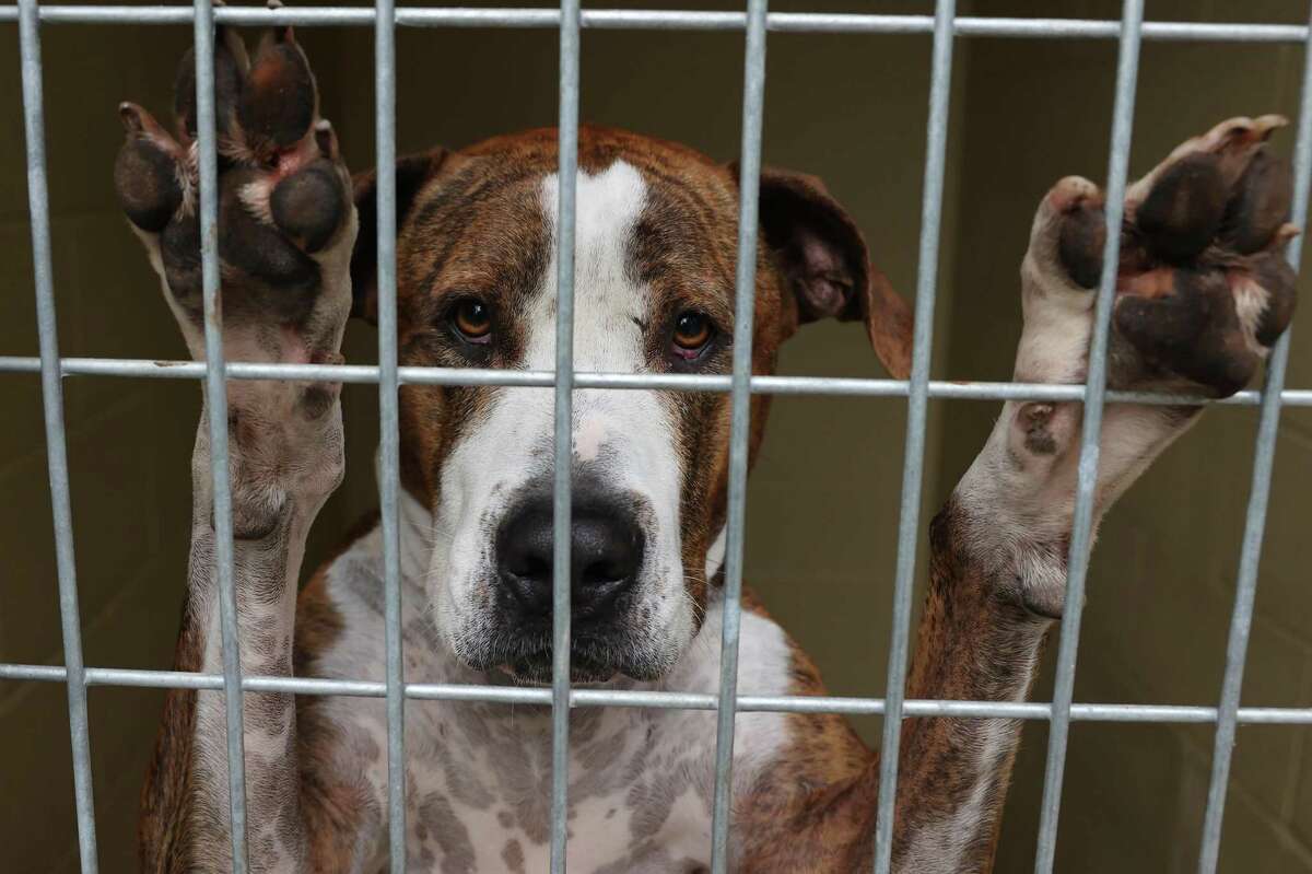 Hays County OKs 23 million animal shelter to relieve strapped facilities