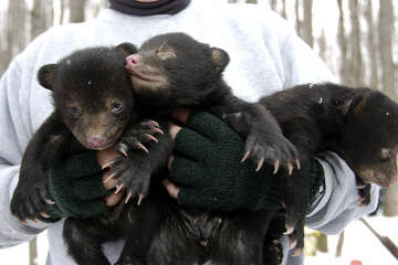 Midland County woman warns hikers after spotting bear with 2 cubs