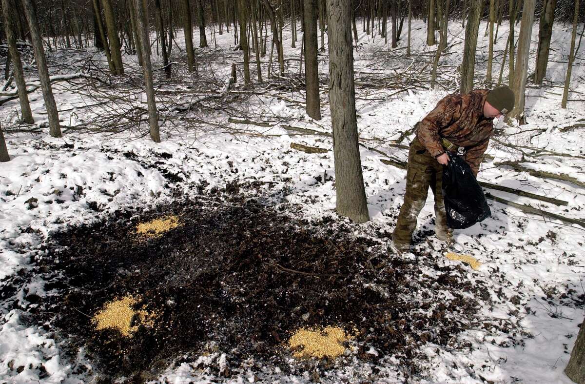 A man pours out corn for bait to attract deer.