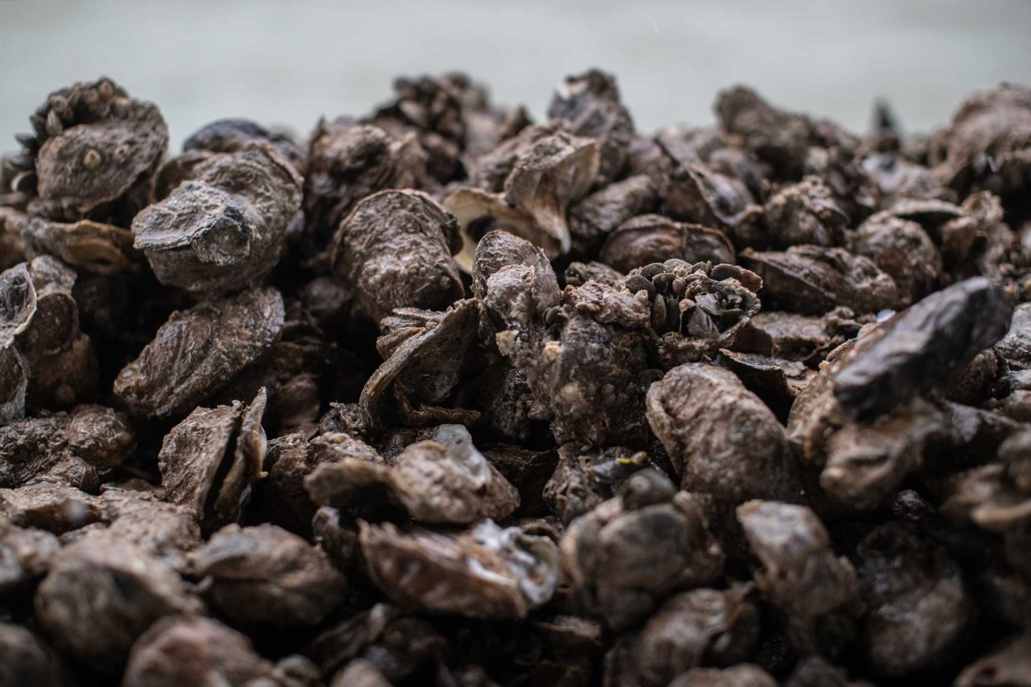 Een man uit Texas stierf na het eten van rauwe oesters in Galveston County