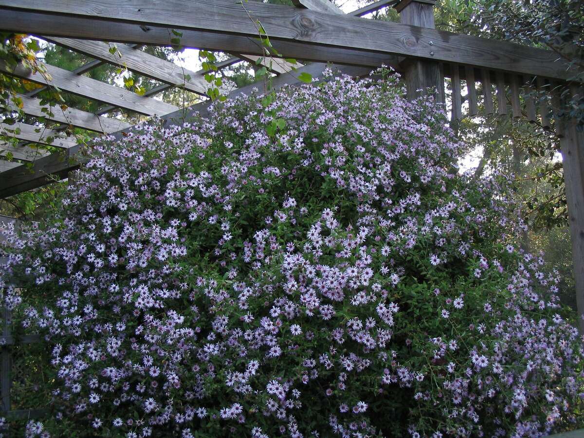 Pictured is a climbing aster, Ampelaster carolinianus.