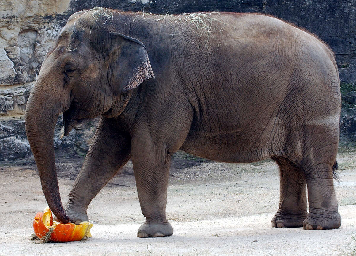 San Antonio Zoo euthanizes Lucky, the 62-year-old Asian elephant