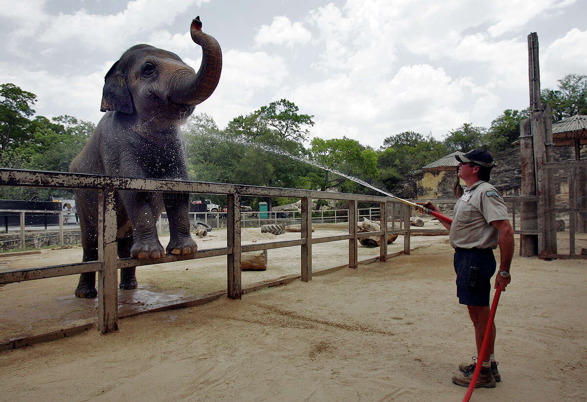 San Antonio Zoo euthanizes Lucky, the 62-year-old Asian elephant