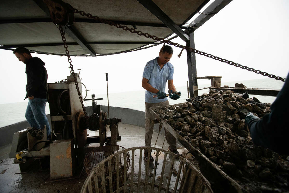 Agustin Martinez removes small oysters to be returned to the water on the first day of oyster season, Tuesday, Nov. 1, 2022, in San Leon.