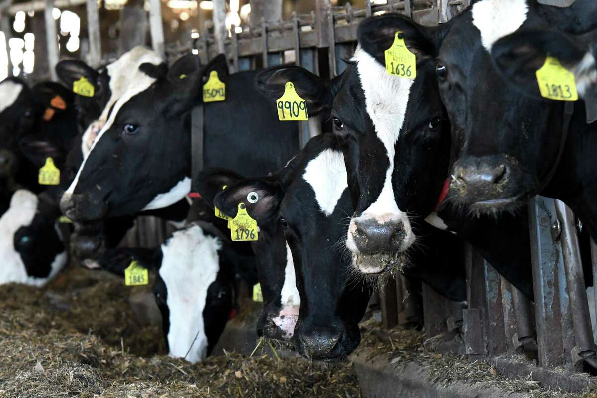 Schuylerville's King Brothers Dairy will fuel NYC marathoners