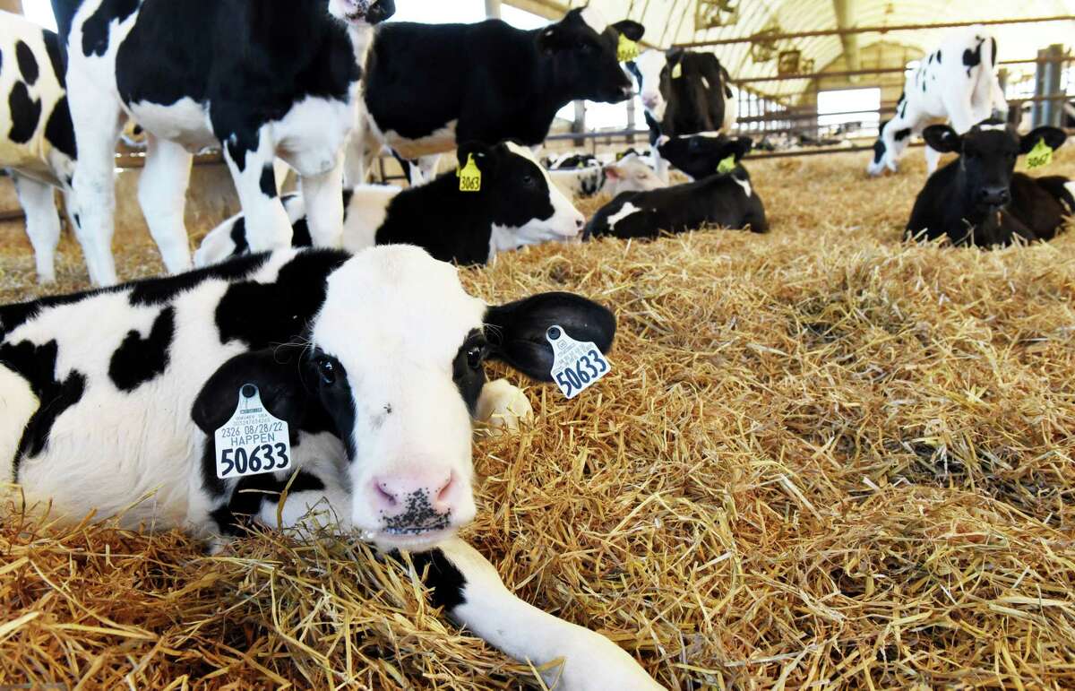 Young dairy cattle rest in a barn at King Brothers Dairy on Thursday, Nov. 3, 2022, in Northumberland, N.Y. Saratoga County's King Brothers Dairy is shipping 5 thousand bottles of chocolate milk to the NYC Marathon. It's part of a dairy industry campaign to promote milk as a healthy energy food used by endurance athletes.