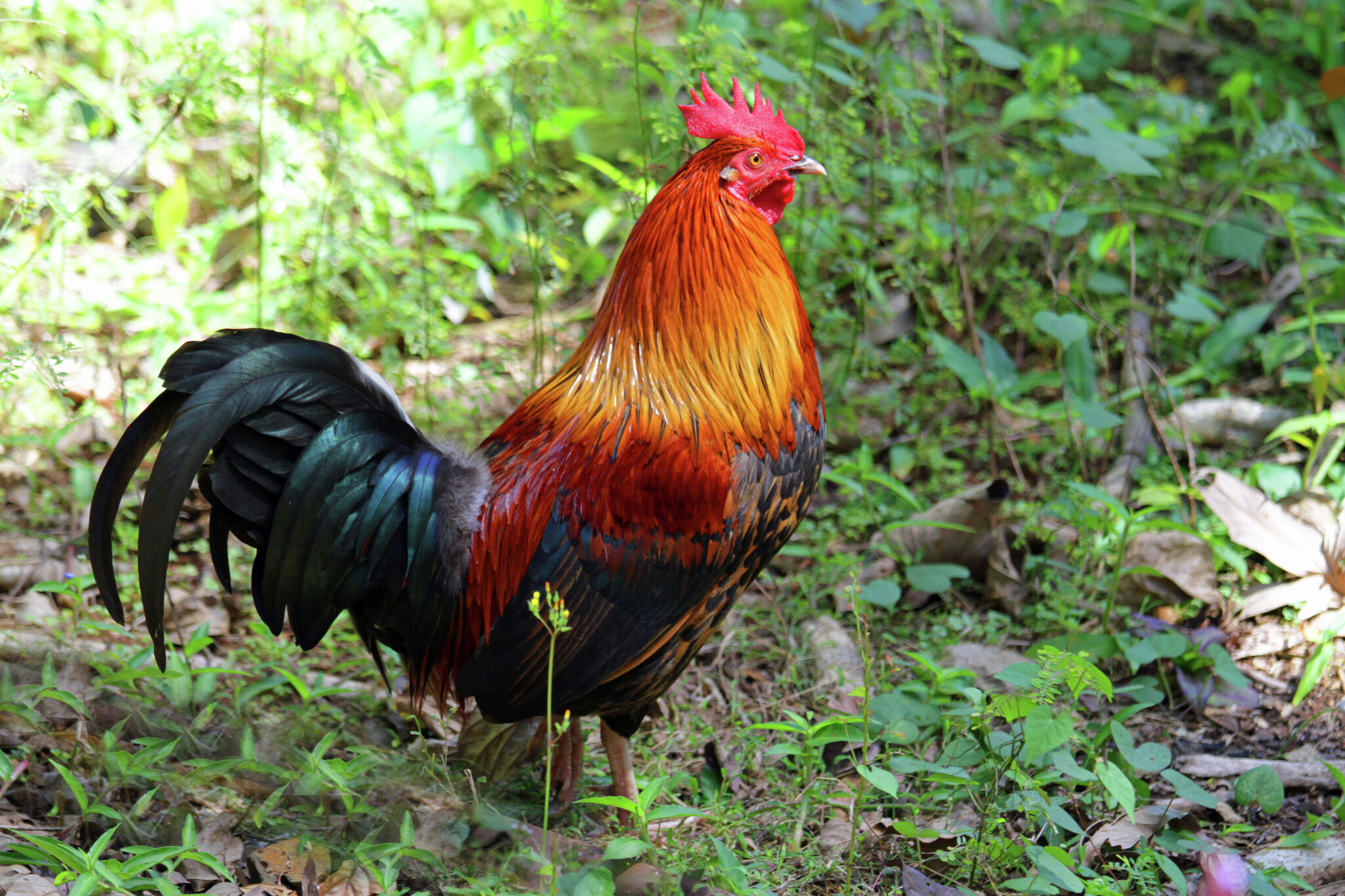 Hawaii’s feral chickens are taking over downtown Honolulu - Planet Concerns