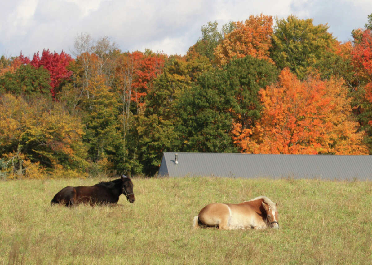 Horses in Morley soak up the autum sun