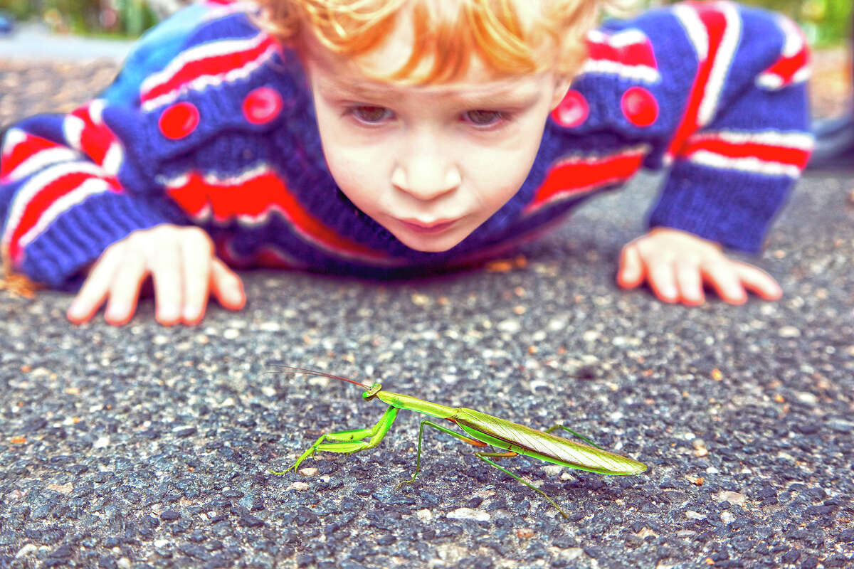 While praying mantids are a welcome sight to some, others are concerned about the presence of the non-native species.
