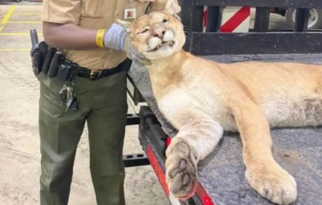 Cougars are not here to stay in Illinois