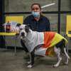2022年10月20日，周四，詹妮弗·格拉西尔和她6岁的狗狗Gnocchi在加利福尼亚州旧金山的SoMA RISE冰毒戒除中心等待，看她是否可以在那里过夜。