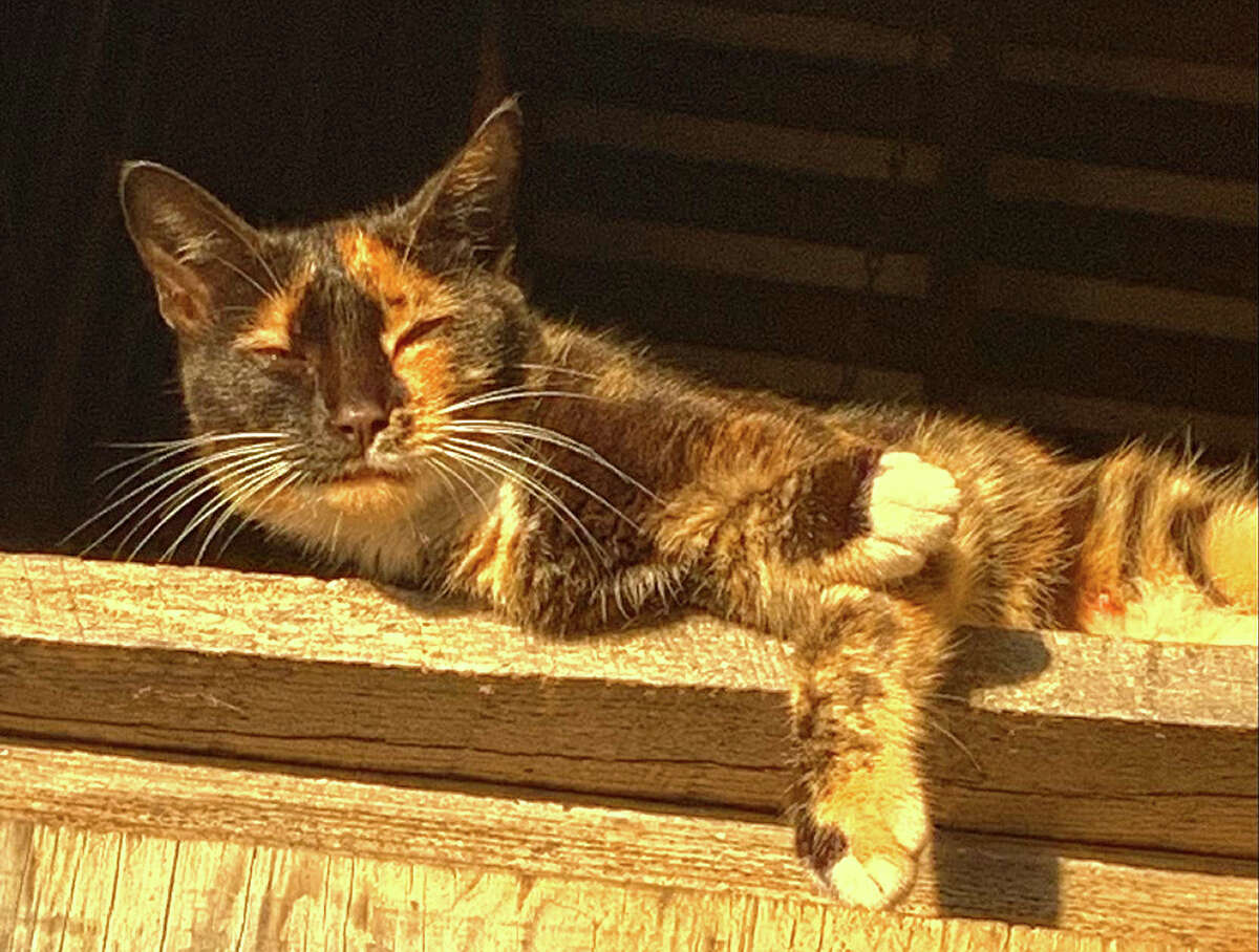 Stripe the barn cat enjoys a little rest in the sunshine after climbing a ladder to the hay loft.