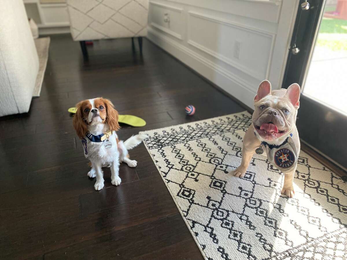 Houston Astros Pet Gear