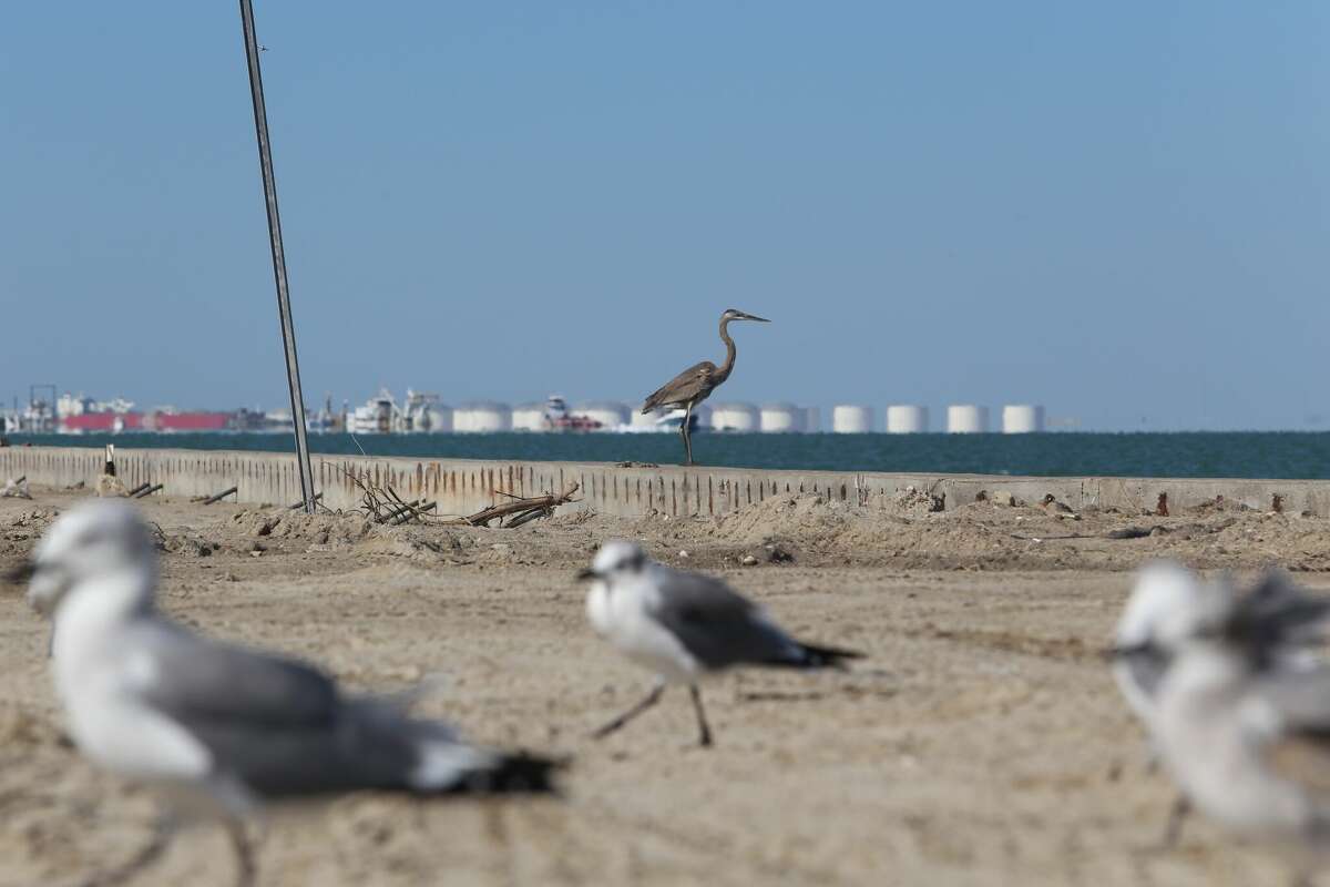 A great blue heron stands in front of crude oil tanks at a trio of new export terminals on Corpus Christi Bay.