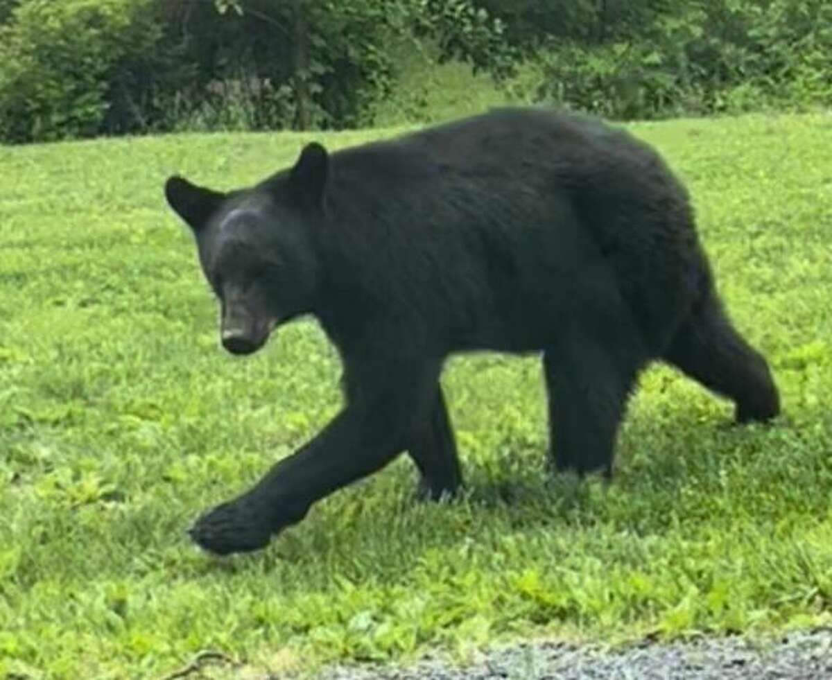 Authorities in Vermont say a woman was mauled by a black bear earlier this week. Bears have been seen in a number of spots in New York and the Northeast such as this one in spotted in May near Graceland Cemetery in Albany.