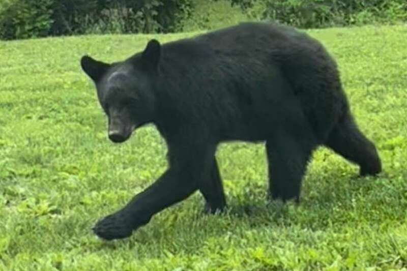 Climate change impacts wildlife hibernation, migration in NY