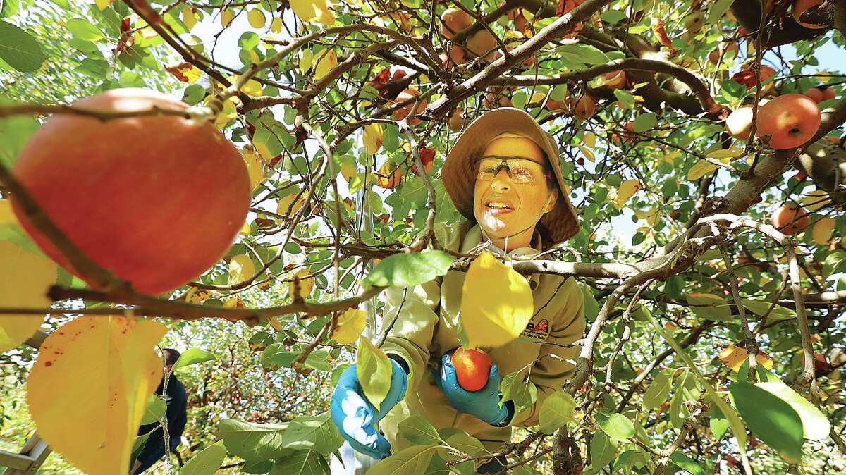 John Badman|The Telegraph Volunteer Carolyn Thai, from O'Fallon, Missouri, helps pick apples Thursday for Operation Food Search at the Liberty Apple Orchard in Eadwardsville.