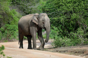 One of oldest US elephants passes away at SA Zoo. Lucky was 62
