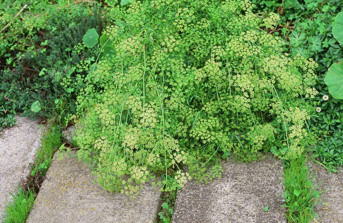 Flowering parsley is attractive and brings beneficial insects to your garden.