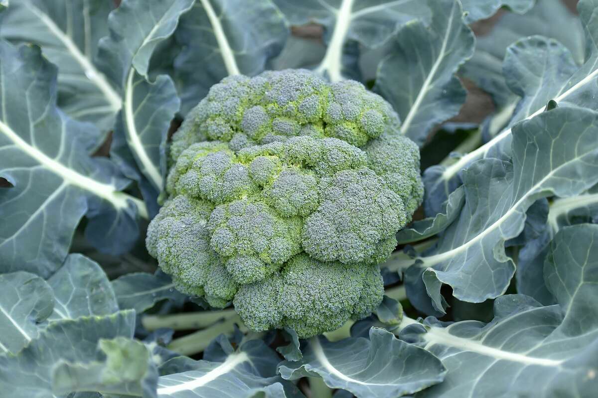 Broccoli, just one of the many vegetables in Central Texas' fall garden, should be ready by Thanksgiving if it was planted in early October.