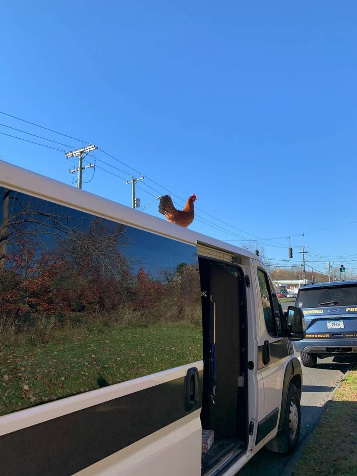 Cromwell animal control officers said a wayward chicken disrupted traffic Thursday as it attempted to cross Route 372 in search of food.