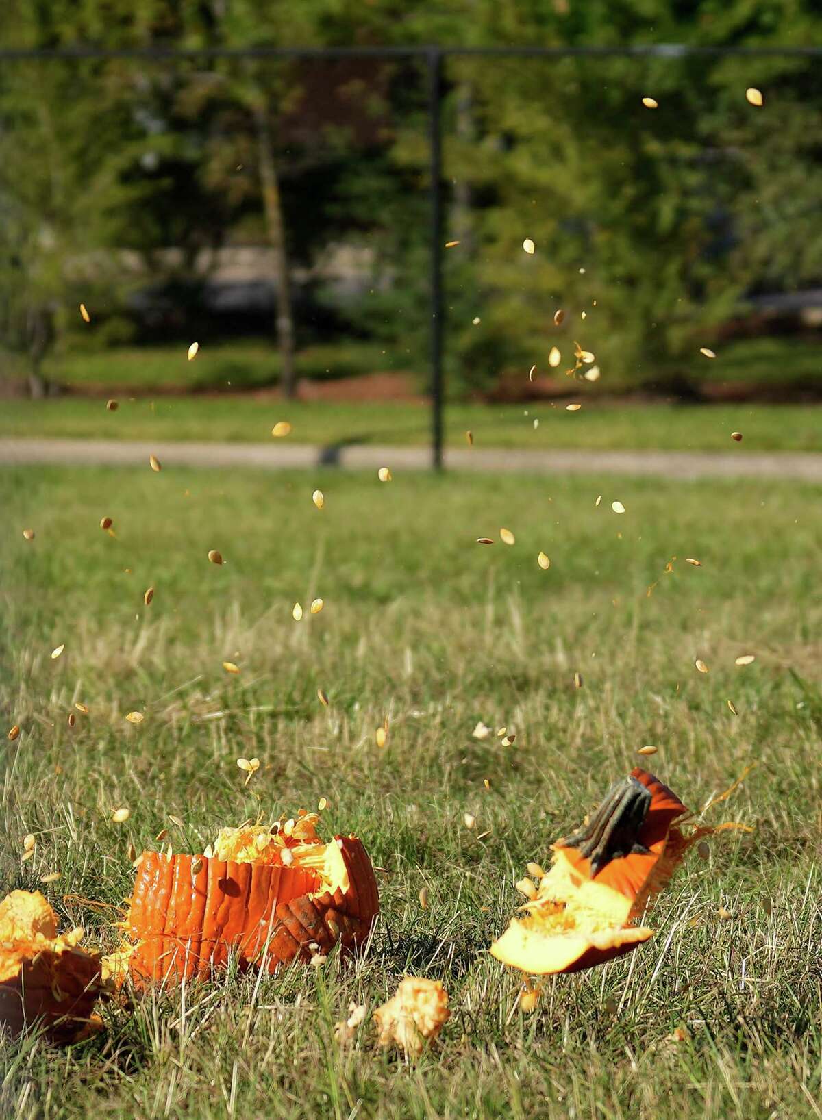 Pumpkin seeds fly as a pumpkin falls apart after being thrown off a cherry picker during The Woodlands Township Pumpkin Smash on Saturday, Nov. 5, 2022 in The Woodlands. The event, which featured multiple ways to destroy pumpkins was a fun way to inform people about composting and keeping the decorative gourds out of the landfill.
