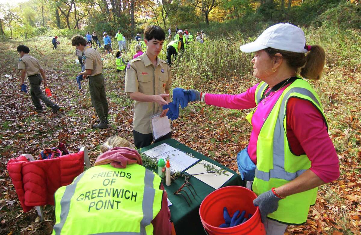 Wyatt Stratton, with Scout Troop 37, gets gloves from Friends of Greenwich Point's Diana Klinger during its "Make a Meadow" seed and weed event at its new wildflower meadow just off the Cow Barn parking lot at Greenwich Point in Greenwich, Conn., on Saturday November 5, 2022. Volunteers from the group as well as students from Greenwich High School's Environmental Action Club came out to remove invasive weeds like mugwort and then plant more native plants like Milkweed and Goldenrod. The group got a helping hand by the arrival of Scouts BSA troops from all over Greenwich joined in to help weed and seed as part of the troop's Camporee on the point.