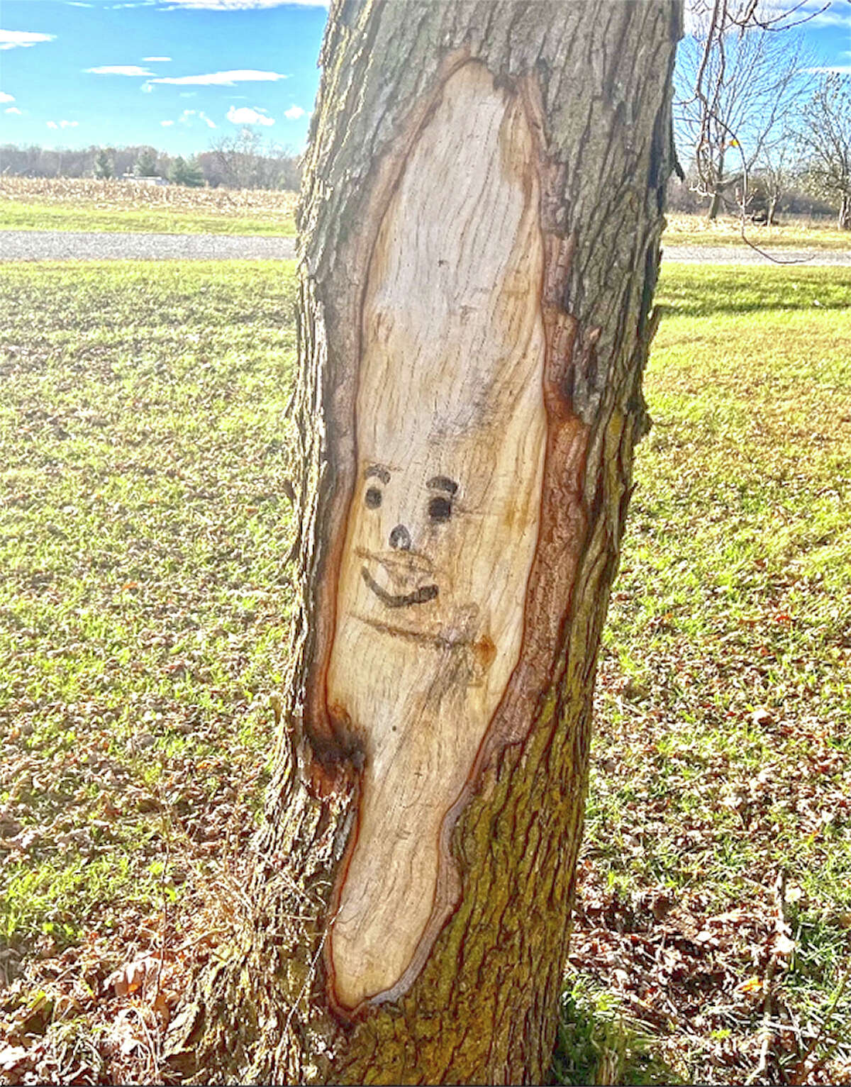 A smiling face adds a little personality to a damaged section of bark on a tree.