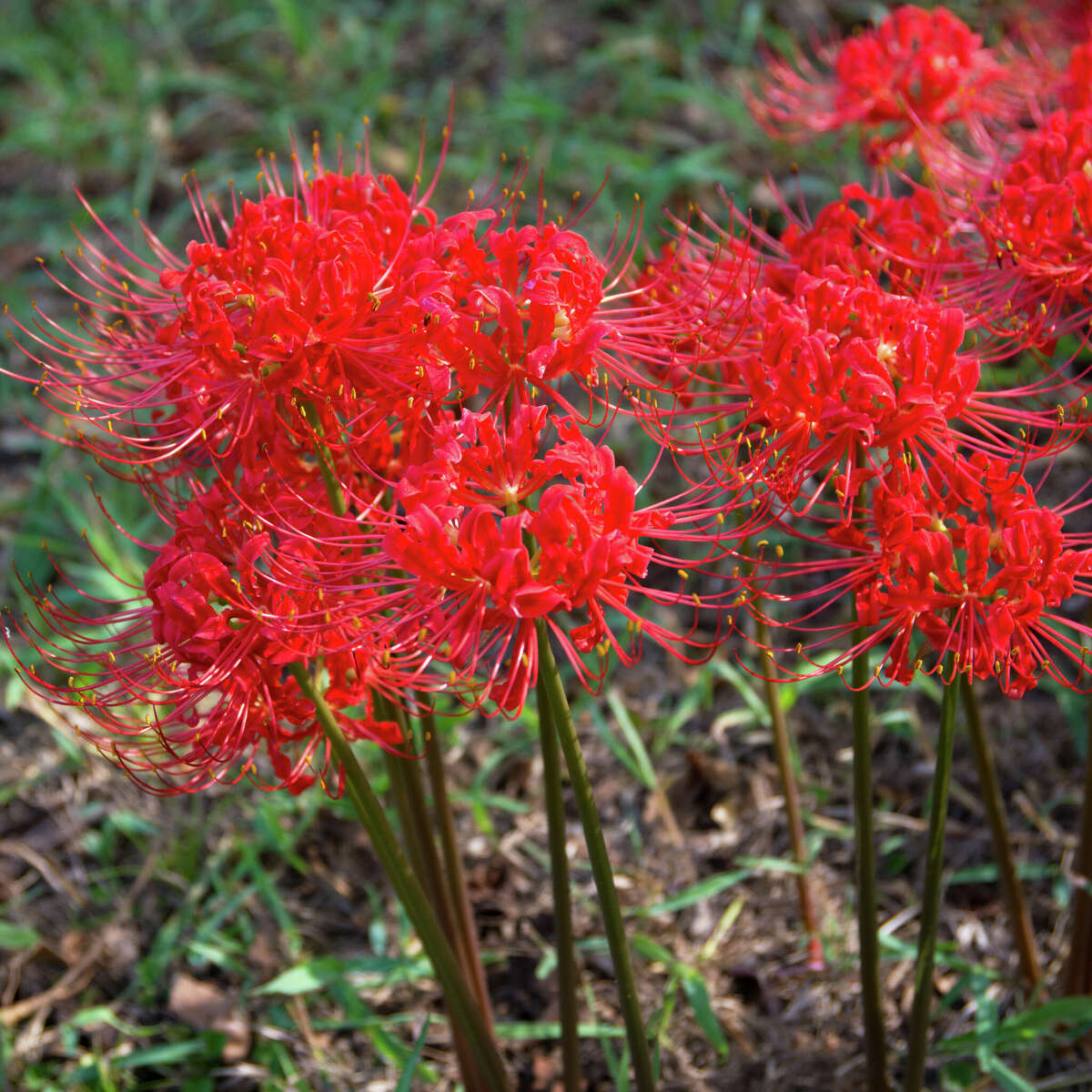 Spider lilies' flowers are followed by foliage