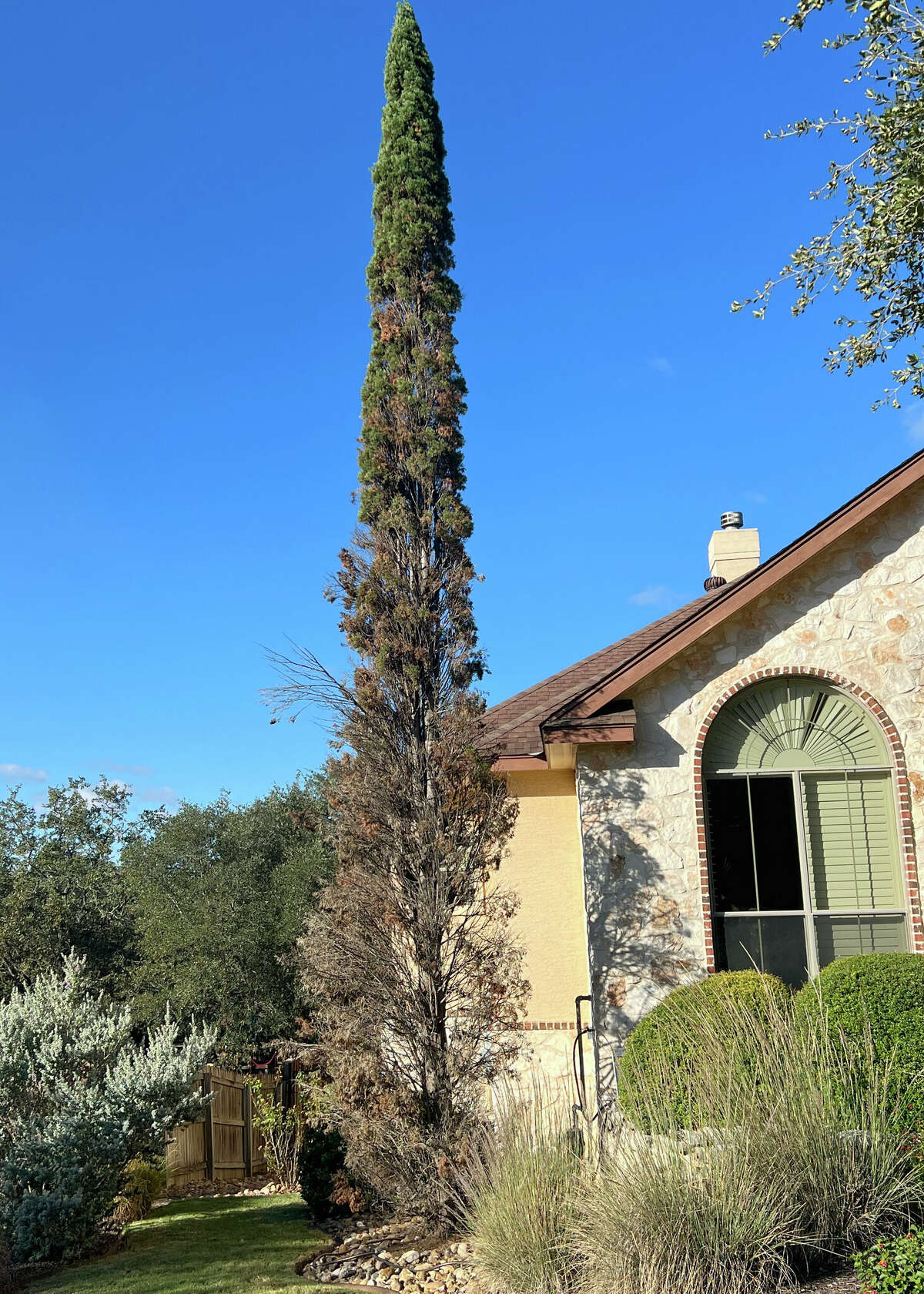 Italian cypress, a victim of the February 2021 freeze, could be replaced with Scarlet’s Peak yaupon holly.