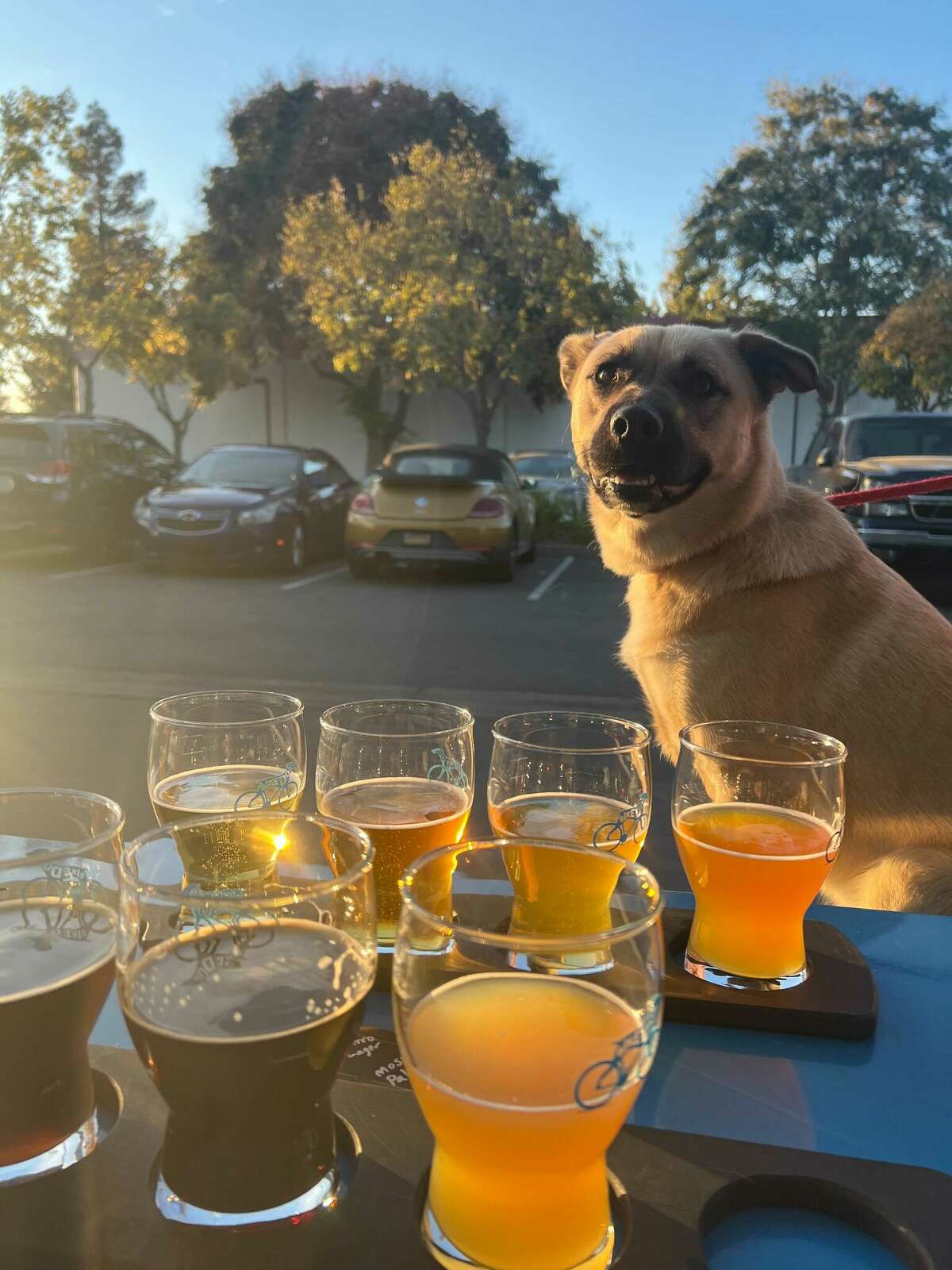 Bike Dog Brewing Company, NorCal's premier dog-friendly brewery