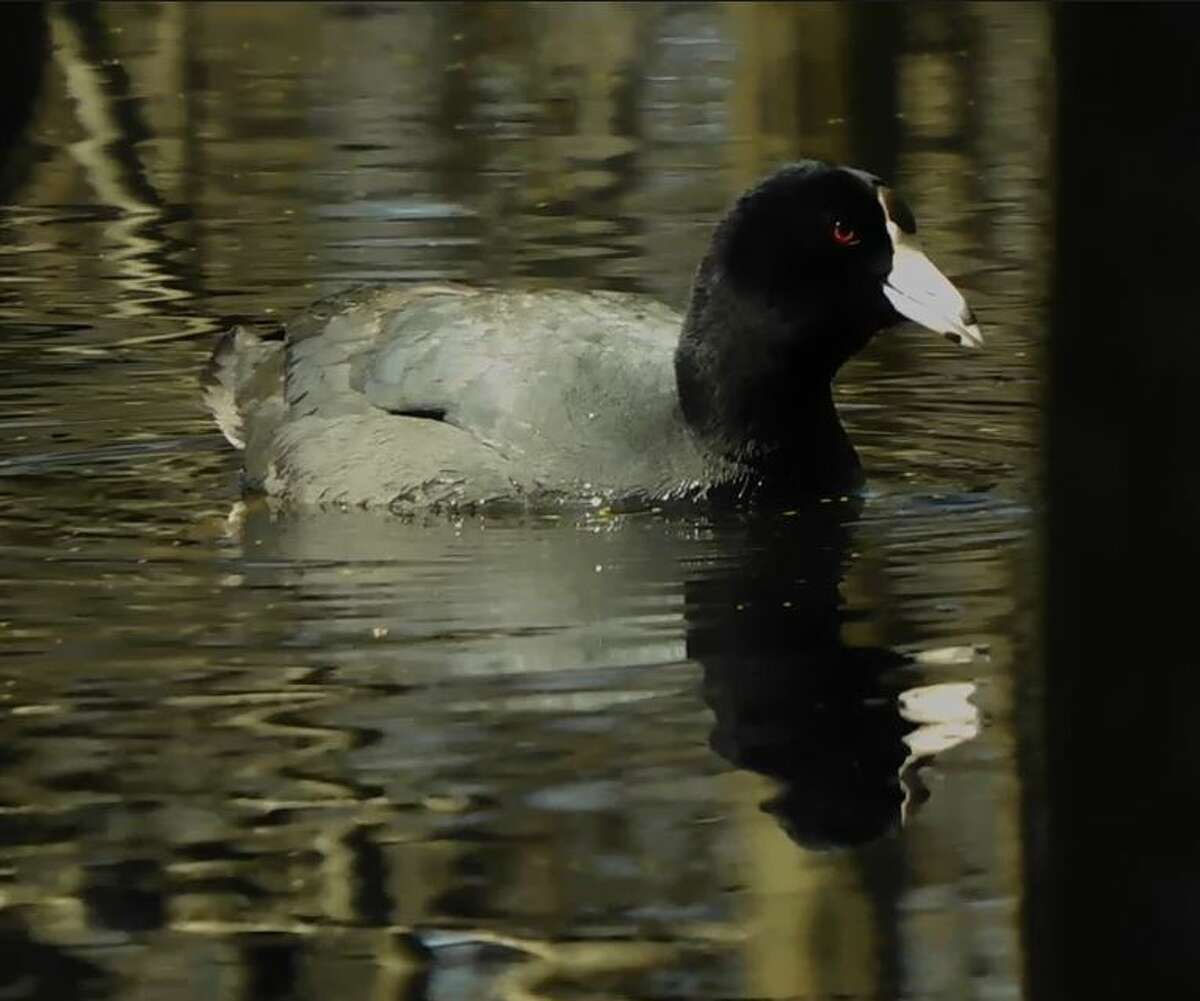 Wildlife Wednesday: American Coot