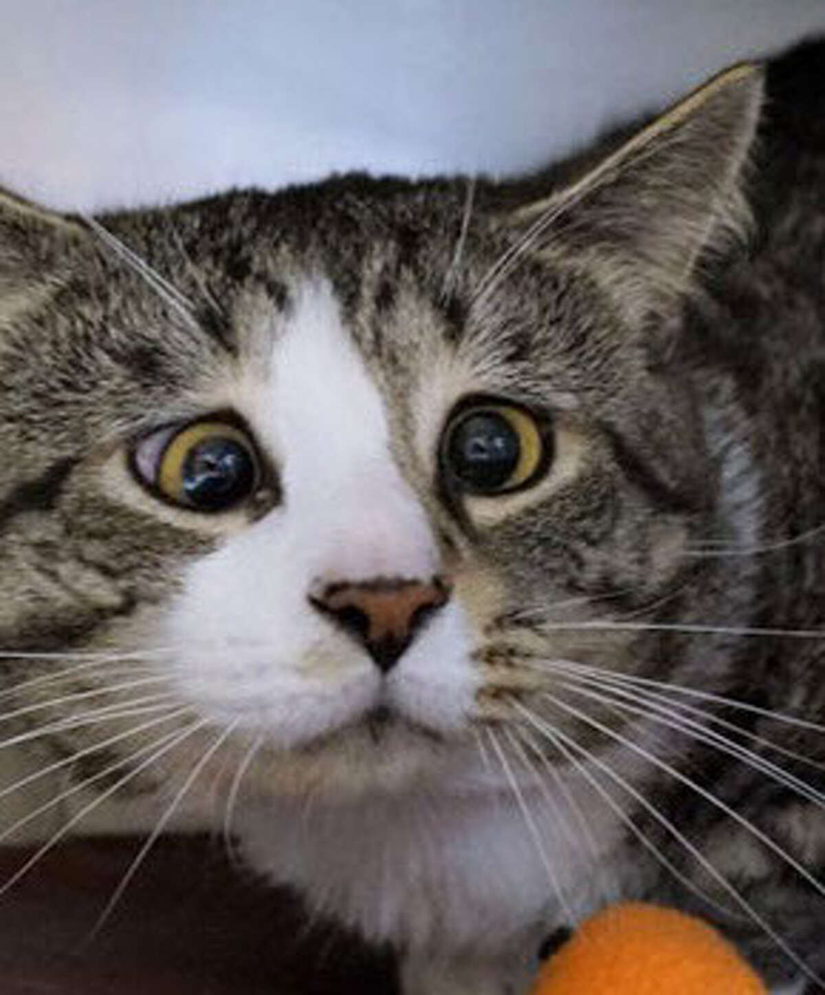 Benjamin Franklin is a 6-year-old tabby cat who was rescued by the Animal Welfare Society in New Milford, CT.
