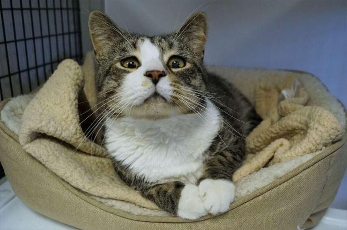 A video of The Animal Welfare Society's tabby cat, Benjamin Franklin, went viral on TikTok. The shelter is located in New Milford and is home to nearly 100 animals.