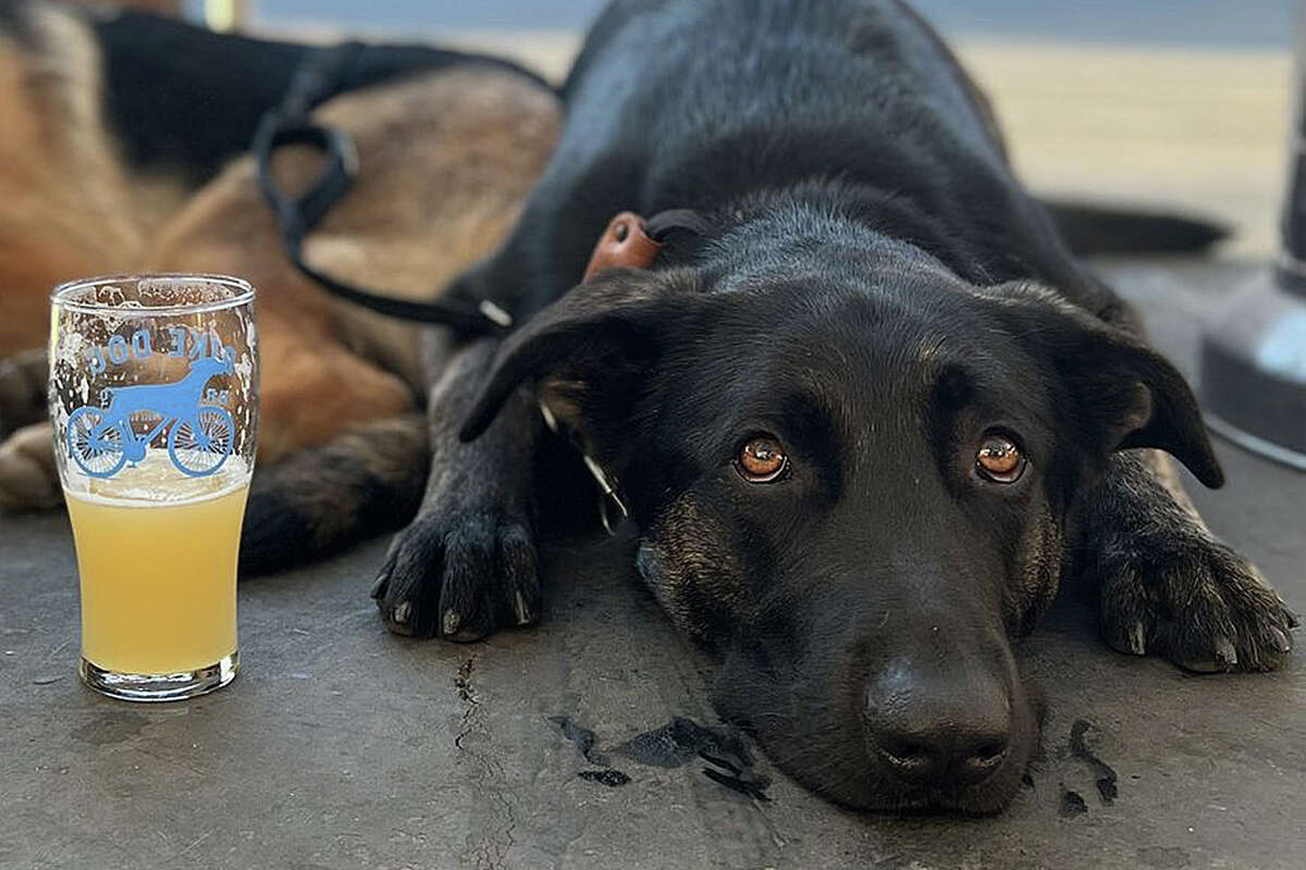 Un chien se repose à côté d'une bière dans la taverne de la Bike Dog Brewing Company à West Sacramento. 