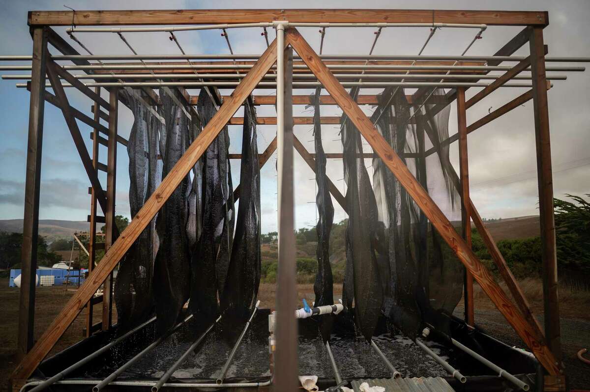 Hog Island Saltworks couldn't rely solely on the sun for evaporation in foggy Marin County.  So the team settled on the Graduation Tower, which harnesses the wind to extract moisture from seawater as it drips onto repurposed clam nets.