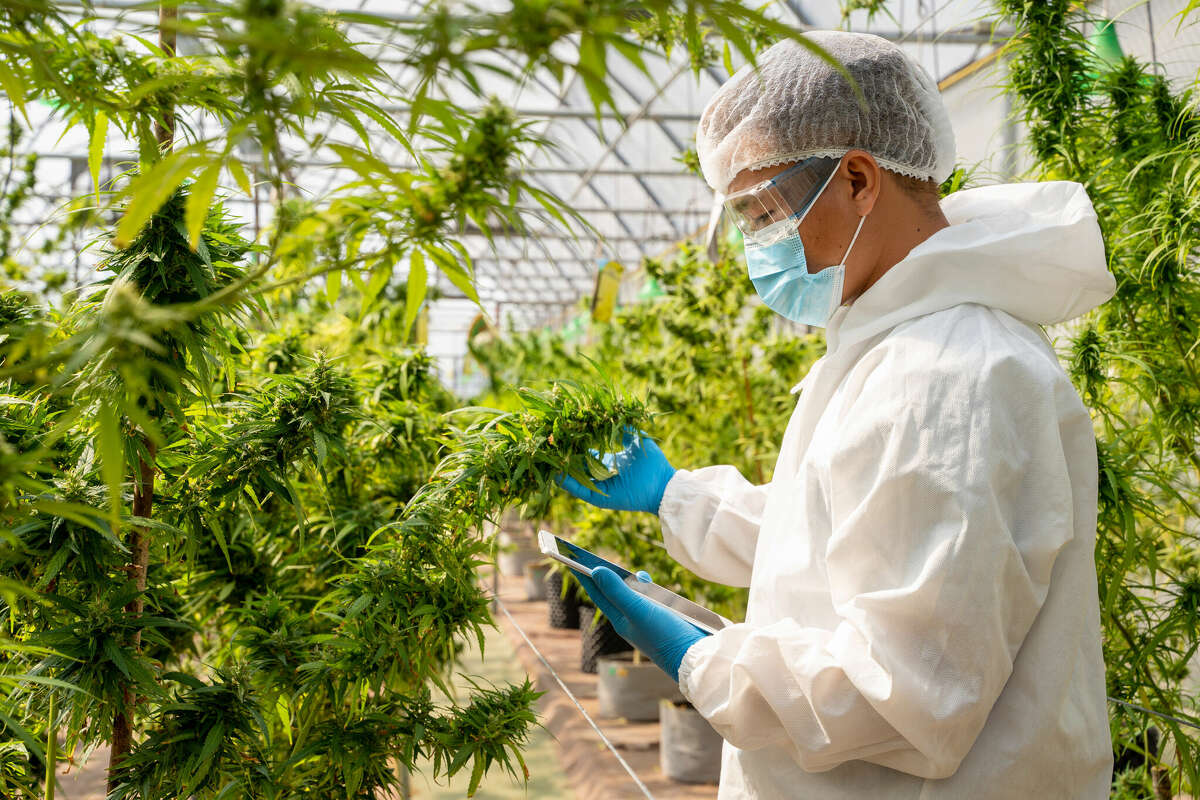 Over 90% of Calif. pot farms infected with 'severe' pathogen