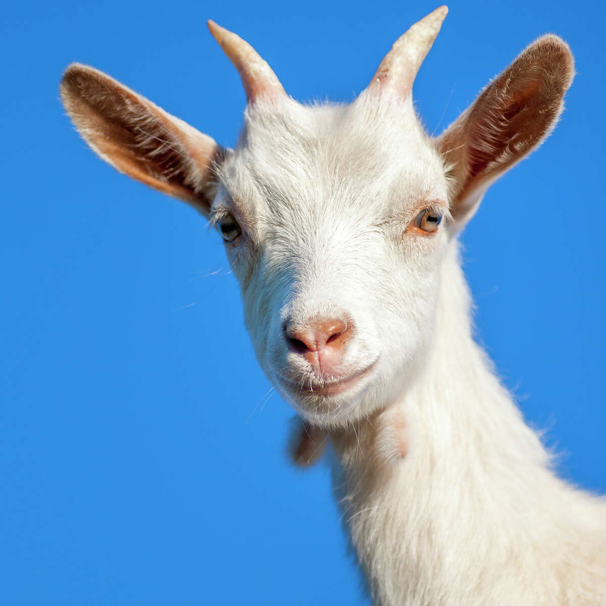 A goat.