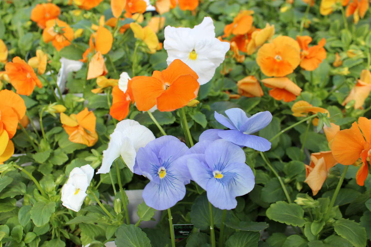 Pansies are the MVP of the winter garden.