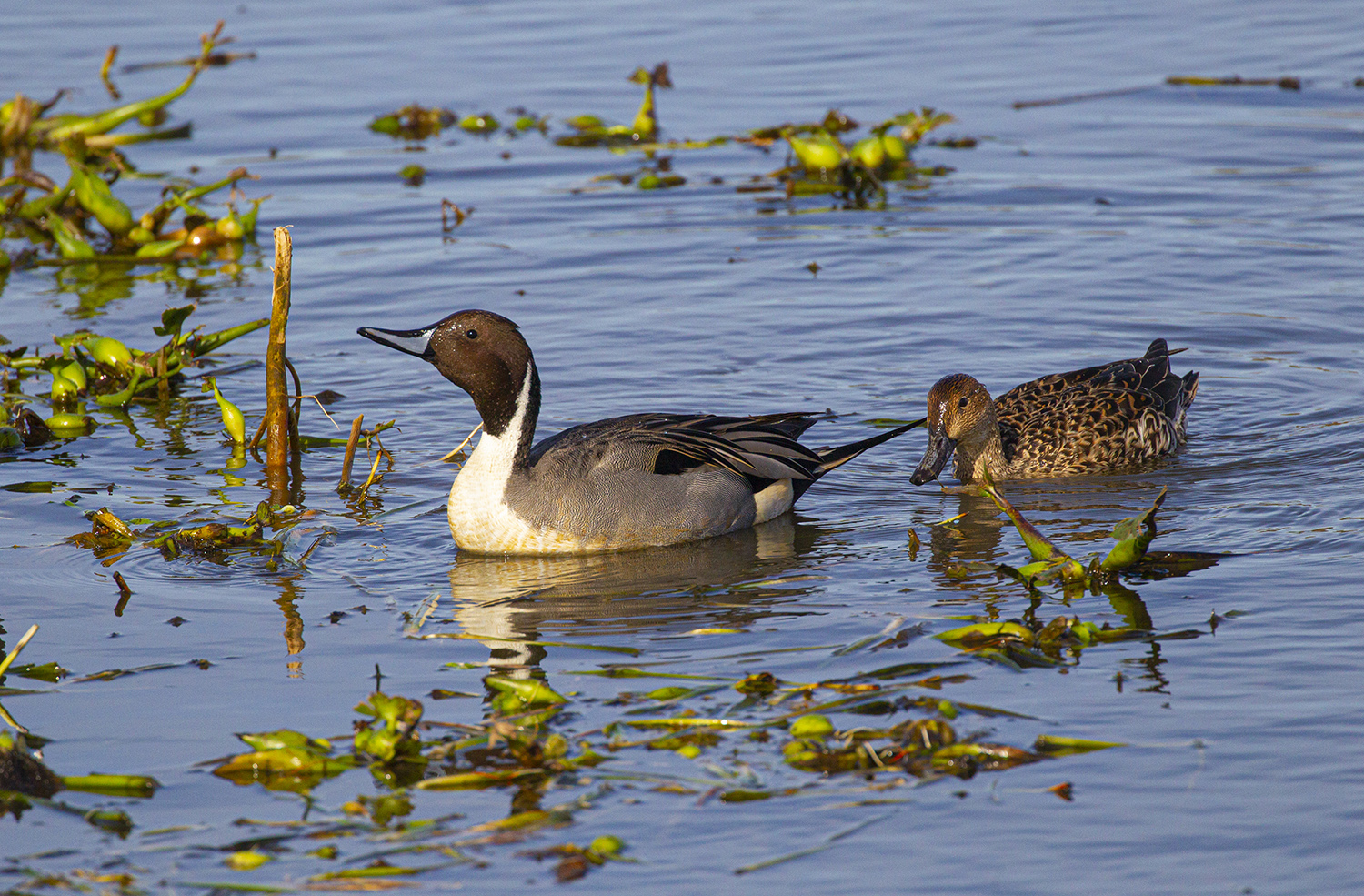 Diving ducks in distress may need our help this winter