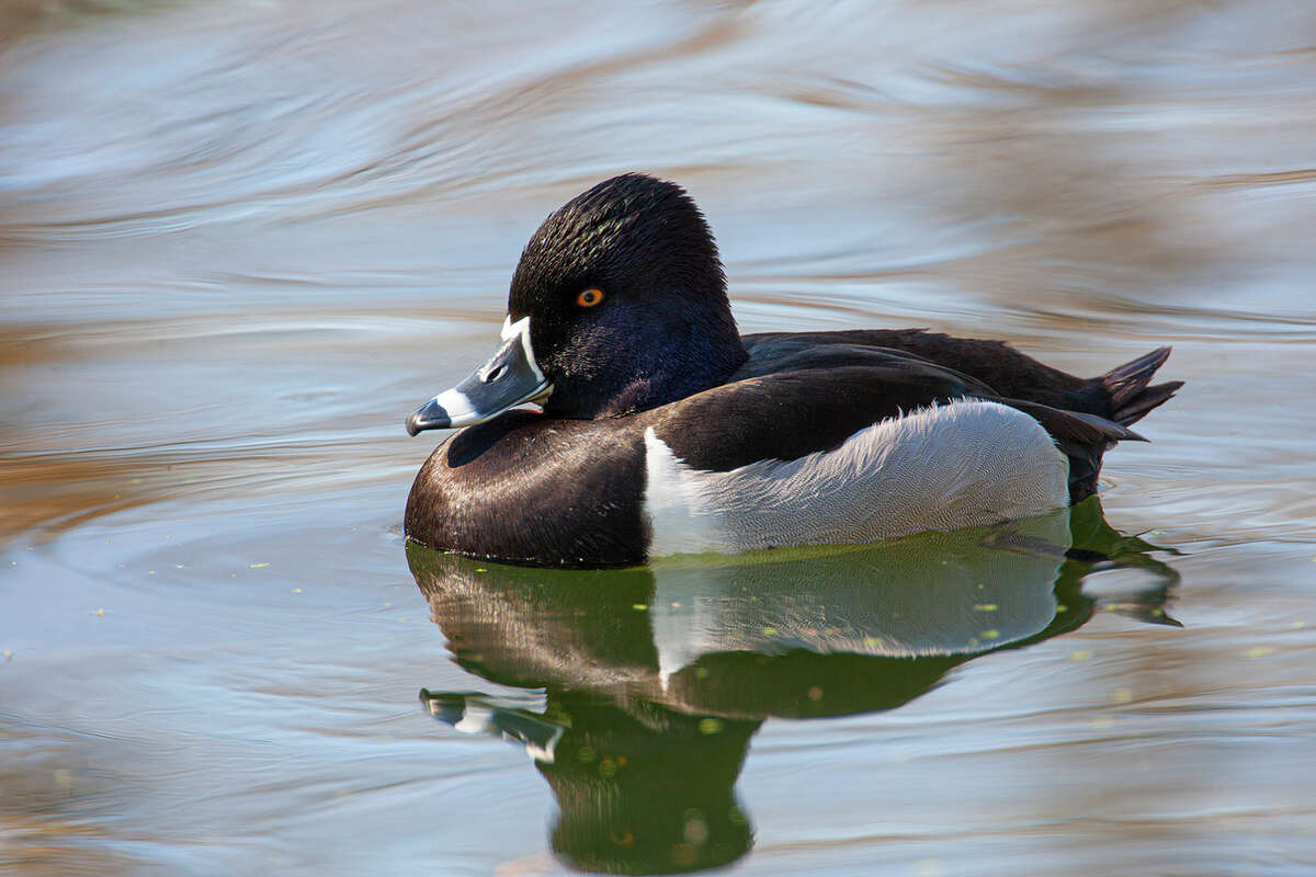 Ring-necked ducks is a common diving duck. It’s named for the nearly imperceptible chestnut ring around the lower neck. Photo Credit: Kathy Adams Clark. Restricted use.