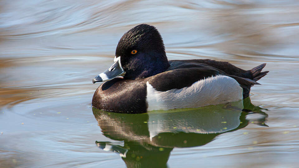 Ring-necked ducks is a common diving duck. It's named for the nearly imperceptible chestnut ring around the lower neck. Photo Credit: Kathy Adams Clark. Restricted use.